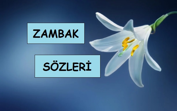 Zambak Sözleri, Zambak ile ilgili Sözler, Zambak çiçeği